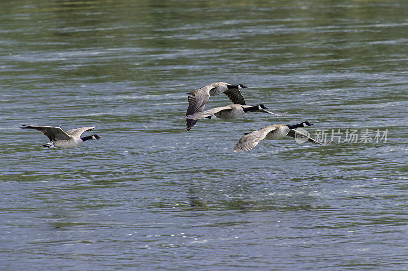 加拿大鹅(Branta canadensis)是一种头和脖子都是黑色的，脸上有白斑，身体是棕色的鹅，发现于黄石国家公园